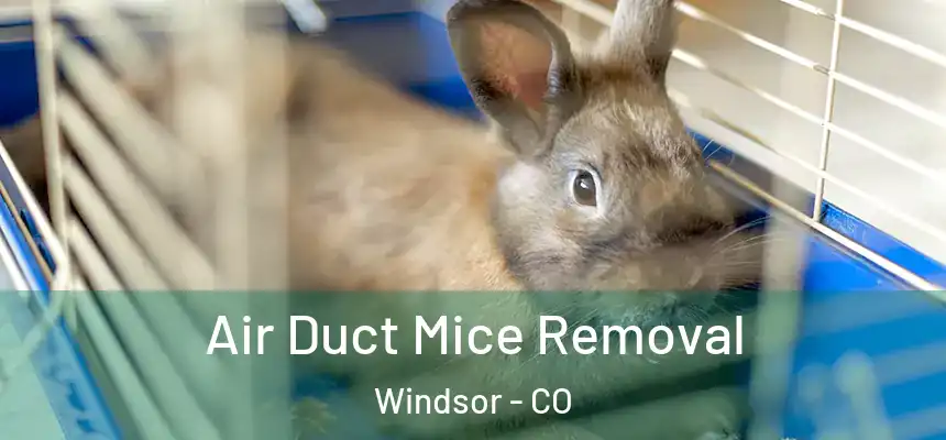  Air Duct Mice Removal Windsor - CO