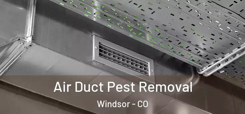  Air Duct Pest Removal Windsor - CO