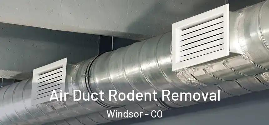  Air Duct Rodent Removal Windsor - CO