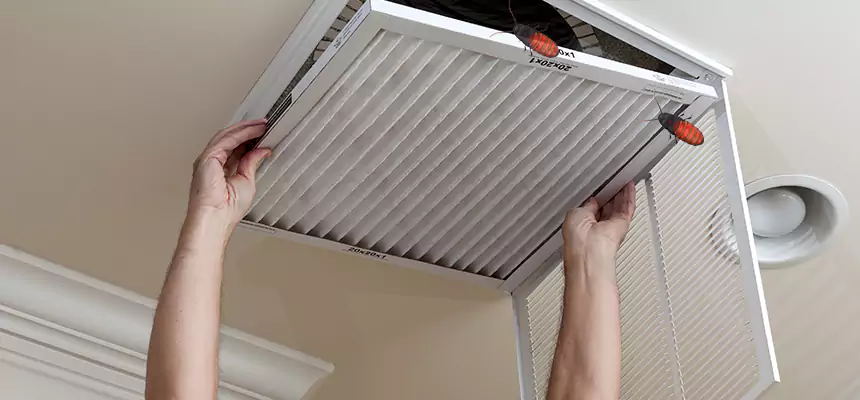 Our Insect Removal from Air Ducts Services in Windsor, CO