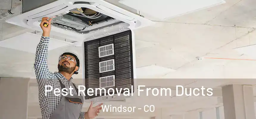  Pest Removal From Ducts Windsor - CO